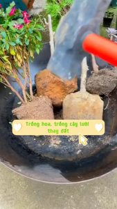 Nước Đen giúp tái tạo bộ rễ cung cấp đầy đủ dưỡng chất giúp cây trồng phát triển mạnh
