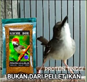 Pakan Burung Gacor dor Ciblek Prenjak Tlendekan Cipau Dor