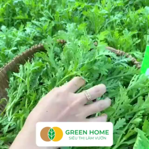 Hạt Giống Rau Tần Ô GreenHome GÓI 100GR Cải Cúc Dễ Trồng Thu Hoạch Nhanh Năng Suất Cao R34