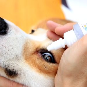 Pet Eye Drops Dog Eye Drops Cat Eye Drops Pet Eye Wash Clean Up Tear Stains for Dog Pet Eye Wash Solution Gentle Cleaning & Eye Care for Dogs and Cats 宠物滴眼液 狗狗滴眼液 猫咪滴眼液 宠物洗眼液 狗狗清理泪痕