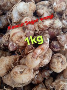 1Kg kencur segar kencur seblak DLL