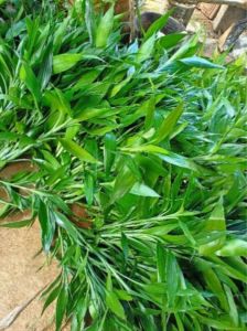 BAMBU HOKI SERI REZEKI  terpercaya asli hoki batang pohon