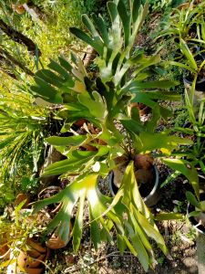 🚛 ส่งฟรี  อัพเดต 27/12/64 เฟิร์นเขากวางออสเตรเลีย ต้นไม้มงคล ไซส์ใหญ่ สูงประมาณ 70+ ซม. ฟอร์มสวย ตกแต่งบ้าน สวน เหมาะกับ 18+ ผู้ใหญ่ วัยทำงาน ทุกเพศ ยอดนิยม