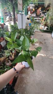 Money Plant with Lazy Pot 绿萝 万年青 水培植物 | INDOOR PLANT 室内植物