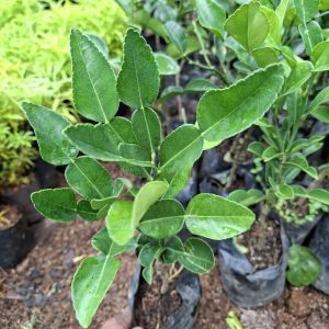 tanaman jeruk purut bumbu masak