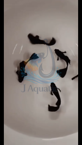 Black Moscow Guppy