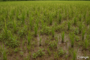 **ขายยกลัง*ไซแอมโซนิล(โคลมาโซน + โพรพานิล 12% +27% E ฉีดคุม-ฆ่าวัชพืชในนาข้าว ข้าวไม่แดง ปล่อยน้ำท่วมยอดได้ ขนาด 1 ลิตร