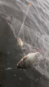 【COD】Weighted Sinking Gill Net 25-70M | Nylon Lambat with Float | 1.2M(47in) Height | 1/3 Layer | 2/3 Finger | Manila Local Stock 24H