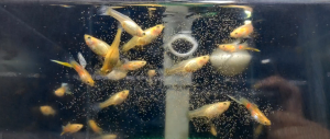 🐟Ajelis Guppy🐟 Blonde Vienna Bottom Sword Tail Guppy 黄化维也纳底剑尾孔雀鱼 - Aquarium Ornamental Fish Ikan Hiasan 孔雀鱼 剑尾 特殊尾