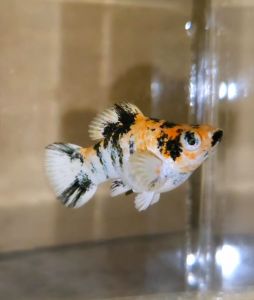 Red Head Balloon Molly Fish(Female) 红头短身气球茉莉鱼(母)❗️(Not random fish)❗️Fish same as order❗️31