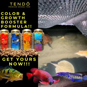 Maggot Magot Kering Pakan Makanan Ikan Koi Arwana Chana Channa Tendo