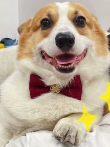 การเฉลิมฉลองงานแต่งงาน ความสุขสองเท่าสีแดง โบว์ เน็คไทสัตว์เลี้ยง ปกเสื้อ ผีเสื้อ < Ne2> เน็คไทแมว อุปกรณ์จัดงานแต่งงาน อุปกรณ์สําหรับสัตว์เลี้ยงสากล