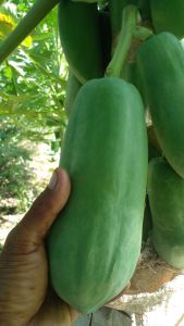 pepaya muda pepaya sayur segar