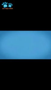 Cát đậu nành mix đất sét Purcats 5 in 1 siêu khử mùi siêu vón 25kg