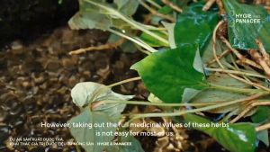 Bột Diếp cá Hygie - Trà hòa tan hộp 50 lần uống - Dành cho người ngại ăn rau trĩ táo bón mụn nhọt hay có các vấn đề về phế phổi