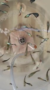 อาหารปลาหางนกยูง ปลากัด ลูกน้ำอบแห้งเม็ดพรีเมี่ยมเกรด ซีเอฟ 70กรัม สำหรับปลากัดป่า ปลากัดสวยงาม ปลาหางนกยูง