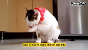 Makanan Kering Markotop untuk Semua Tahap Hidup Kucing