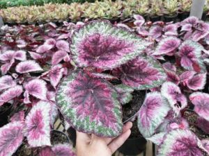 tanaman hias bunga begonia keong - bunga begonia cantik - tanaman hidup begonia