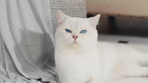 SG [In Stock] Air radish Intelligent Cat Litter Box Self Cleaning Cat Toilet Large Open Cat Litter Basin with APP Record Convenience Electric Shovel