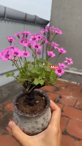 củ ba lá ( cú me đất ) 2củ -thu hút tài lộc phong thủy-sie nhỏ