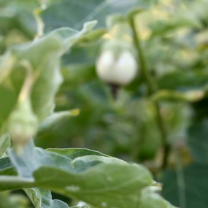 เมล็ดพันธุ์ มะเขือเปราะกานดา (ซองรีเทลและซองม่วง)