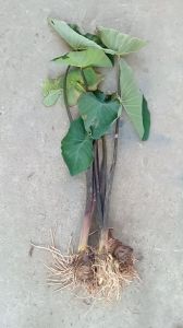 cây khoai môn tím củ to trồng thủy sinh