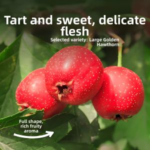 No Sugar No Additive Soft and Sweet Hawthorn Slices
