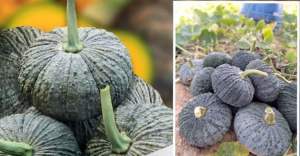 เมล็ดฟักทองเมล็ดบึงกาฬบรรจุ30-40เมล็ดแท้เนื้อแน่ดกเหลืองติดดกเก็บเกี่ยว45-60วัน