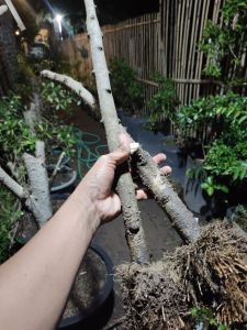 bonsai antingputri batang panjang