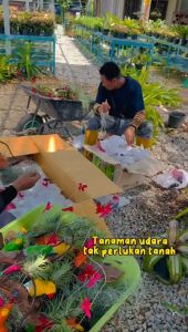 Airplant Janggut Burung Kecil