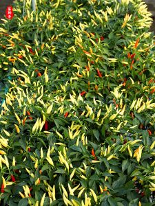 พันธุ์พริกขาวงาช้าง 100เมล็ด ซองใหญ่ เม็ดดกมากก