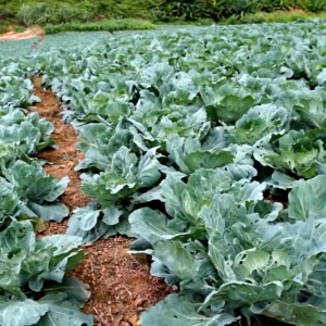 pupuk booster kubis 500ml - meningkatkan kualitas & kualitas- pembenah tanah