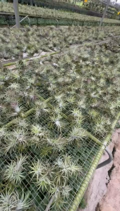 Tillandsia Ionantha – Compact & Sculptural Air Plant Small