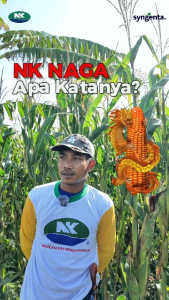 Benih Jagung NK 7207 | NK NAGA - 5Kg