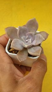 ต้นไม้อวบน้ำ กุหลาบหิน แกรปโตเพตาลัม เพอเพิล ดีไลด์ Graptopetalum Purple Delight