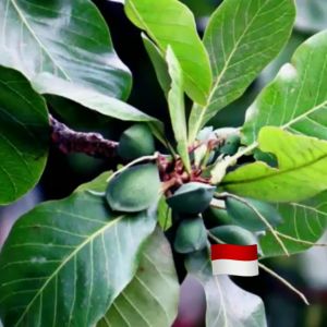 500gram DAUN KETAPANG LAUT SEGAR DAUN PUCUK KETAPANG FRESS DAUN HERBAL KETAPANG LAUT COD