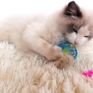 Mainan Kucing/Mainan Boneka Tikus Yang Dikurung/ Mainan Lucu Anjing/ Mainan Hewan Peliharaan Interaktif
