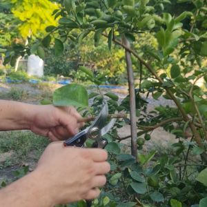 กรรไกรตัดกิ่งไม้ SK5 (มีดคม, ตัดง่าย, ด้ามจับถนัดมือ, แข็งแรง, ทนทาน) - ใช้งานได้ยาวนาน