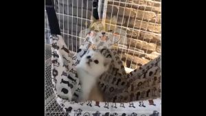 Petime Cat Bed Pet Hammock Cat Rest Soft Comfort Cat Hammock Kitten Hammock Kitten Bed Buaian Kucing Tilam 猫吊床 仓鼠笼吊床