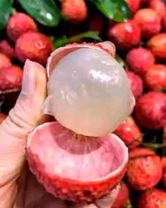 Selamat Datang Ditoko Kami Bibit Leci Merah🌱 Merupakan Salah Satu Tanaman Buah Favorit Yang Banyak Di Sukai Masyarakat  Rasa Buah Yang Manis.Keunggulan Bibit Cepat Berbuah Juga Bisa Tanam Dalam Pot Berbuah Pendek. Pemesanan  Bisa Bayar Ditempat COD