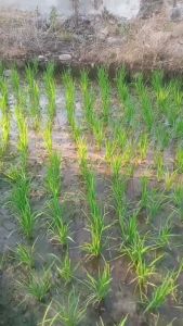 Herbisida Prowl 330EC 250ml Herbisida Pra Tumbuh Untuk Pengendalian Gulma Tanaman Bawang