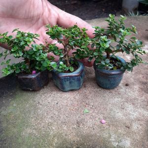 Sam hương siêu mini Combo 3 cây kèm chậu Bát Tràng