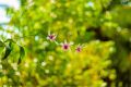 Ống kính MF helios 44M 58/2 bokeh xoáy. 