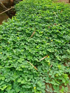 ARACHIS PINTHOI PER 100 BIBIT