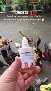 [TOP QUALITY] TILMOCO 35ML Poultry Health Support for Respiratory & Digestive Care in Chickens Ducks & Birds