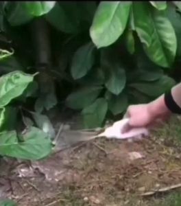 Akita Termite Killer Powder 800g