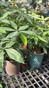 แบบโคนใหญ่ กระถาง6-7นิ้ว #ต้นศุภโชค #ไม้ประดับมงคลทรงสวย #ช่วยเสริมฮวงจุ้ย  #ต้นศุภโชค #ไม้ประดับมงคลทรงสวย #ช่วยเสริมฮวงจุ้ย ความเชื่อเกี่ยวกับต้นไม้ #ต้นศุภโชค มีชื่อในภาษาจีนว่า ‘#เหยาเฉียนซู่’ มีความหมาย #เขย่าเงิน #เรียกเงิน ที่ทำให้เชื่อว่าเป็นไม้มง