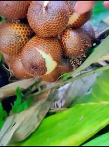 Bibit Tanaman Salak Pondoh Super Manis