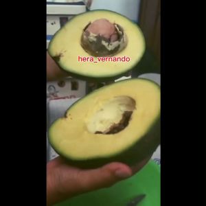 Bibit Alpukat Kendil Super Murah