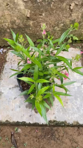 Cây Hoa Liễu Hồng - Tổng thể tầm 30-40 cm - Hoa chịu nắng tốt!